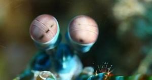 mantis shrimp close up scenery strange eyes underwater scenery mantis shrimp fish