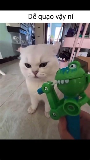 Cre: heygee.goodthing #cat #meme