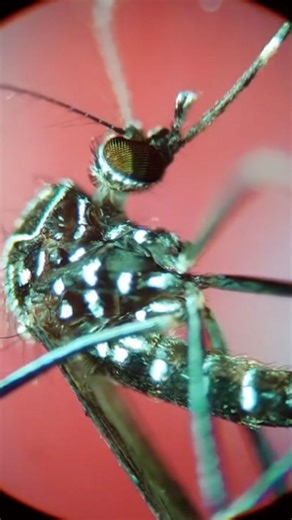 A mosquito under the microscope reveals surprising details