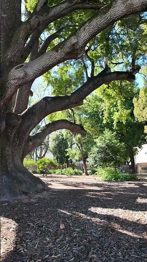 San Mateo's Best Kept Secret — Bay Tree Park