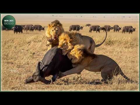Craziest Lion Attacks Ever Caught On Camera | Nature Animal Documentary #151