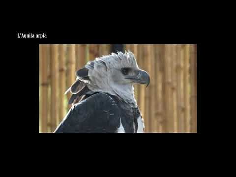 L'Aquila arpia