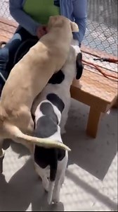 JOCKO (1199524) *NO INTEREST* "Jocko is a sweet little pittie (2 years old, 47 pounds) who came in as a stray and became available to adopt on 4/4. He is loving and sweet. His tail wagged the entire time. He loved playing with his kennelmate Finnegan today. He was easy on the leash and gentle. He did seem a bit afraid to noises and toys. Jacko has scars on his legs and body which lead me to believe he had a rough start to life! Let’s turn things around for him and get him into the perfect home!"