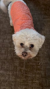 🍑🐶PEACH PERFECT! Got Peaches a new coat for the cooler temps in her signature color! What are YOUR pets up to? Comment with a photo! Happy #Wednesday! #adoptdontshop #bichonfrise Thanks Bichon And Little Buddies Rescue for our best friend! | Alex Corradetti