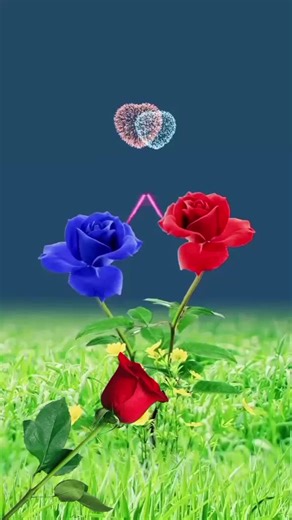 Queen ardish on TikTok