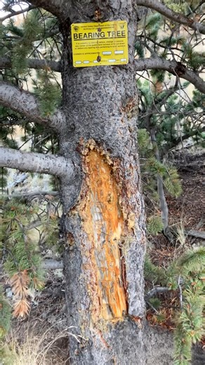 I ran into this bearing tree on an off trail #backpacking route in #Colorado