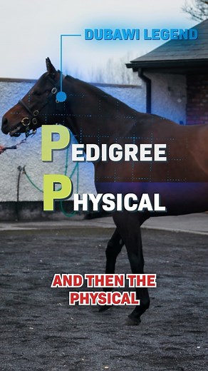 What are the 3️⃣ Ps when looking at a stallion... 🤔 #IrishStallionTrail 🍀 | World Horse Racing