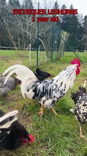 EXCHEQUER LEGHORN COMPARISON: As chicks and adult full grown chickens with crowing rooster Excalibur