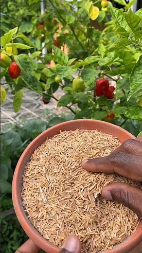 Beneficios de la cascarilla de arroz en el sustrato
