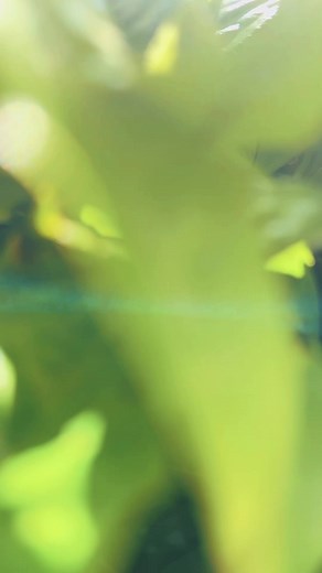 Tidak pernah mengerti akan skenario TUHAN #lagurohanikristen #skenariotuhan #semangat #cupcut