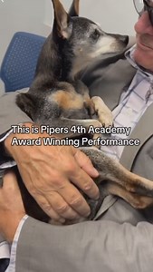 Piper has always been a drama king, but seniorhood has turned him into a full-blown Oscar contender. His performances are so over-the-top, I half expect him to clutch his chest and faint like an old-timey actor—just to guilt me into handing over more treats. Honestly, I think he believes he’s got me wrapped around his tiny, treat-demanding paw… and, well, he’s not wrong. #academy #academyawards #Minpin #minpinsrule #dogsoﬁnsta #seniordoglove #blinddog #deafdog #dogdementia #sundowners #rescuedog