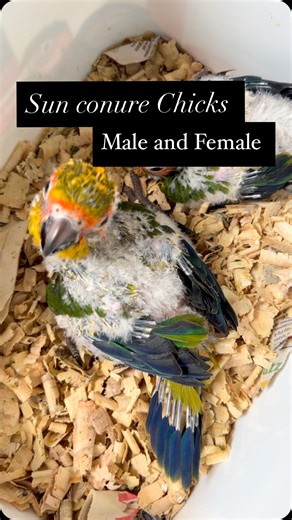 Tails and Feathers | Cockatiel Conure | Tamed birds Chennai | Sun conure hand feeding chicks with DNA gender identified male and female pair #chennai #tamedbirds #tailsandfeathers #conurecare... | Instagram