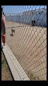 HIGHEST PRIORITY for Rosey! Needs adoption, foster, or rescue NOW! She's 2 years old and dog-friendly! #1229324 | Kern County Animal Services