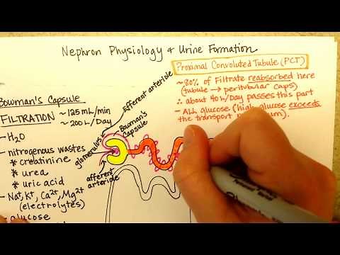 Nephron Function, Part 1