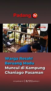 Kemunculan seekor beruang madu di Kampuang Chaniago, Nagari Ganggo Hilia, Kecamatan Bonjol, Kabupaten Pasaman, menimbulkan keresahan di tengah masyarakat. Hewan dilindungi tersebut diketahui sempat masuk ke area permukiman warga. Berdasarkan keterangan BKSDA Resort Pasaman, beruang madu tersebut diduga mengalami kondisi buntung, sehingga kesulitan mencari makanan di habitat alaminya. Kondisi ini disinyalir menjadi penyebab hewan tersebut mendekati kawasan permukiman. Untuk mengantisipasi potensi