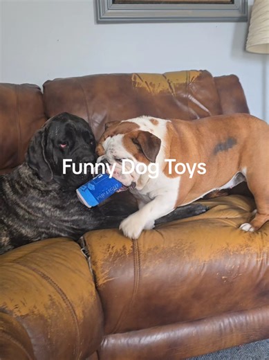 Funny Dog Toys that squeak #dog #dogs #dogtoy #squeak #play