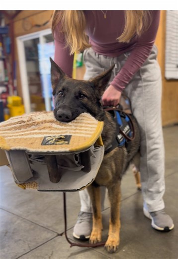 There’s nothing like a stable, well-socialized dog who knows when to take charge. In a world that feels less safe, protecting yourself and your family is no longer optional—it’s essential. Our goal is to develop top-tier family personal protection dogs that thrive in everyday life, just like yours. To learn more about our program: www.protectiondogsales.com 🎥FEATURING: Lilly Von Prufenpuden #germanshepherd #germanshepherdsoftiktok #germanshepherds #protection #protectiondog