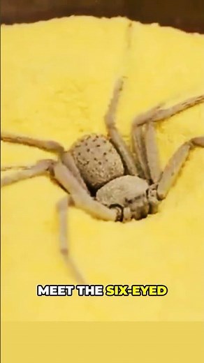 Why the Six-Eyed Sand Spider Is So Deadly