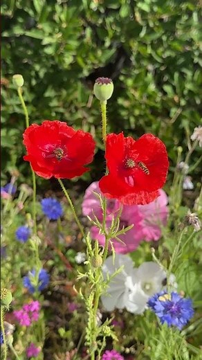 Flanders Fields-Where The Poppies Grow. WW1 Poem, Canadian Author. #alaska #veteranscanada