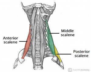 Muscle of the Day: Scalenes — Experience Physical Therapy - Buffalo Grove, IL