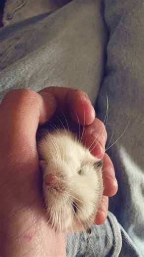 Mon petit bébé😘😘#newcreator #hamster #roborovski