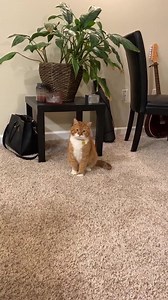 73K views · 1.7K shares | Quarantine summed up  :bigorangecat | Amazingly Cat | Facebook