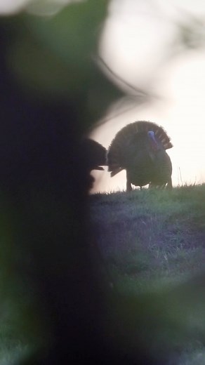 Duck Commander on Instagram: "Turkeys say Amen! It all worked out for the @officialstrutcommander crew in Oklahoma! Be sure to subscribe and check out the latest episode, along with everything Turkey on the Strut Commander YouTube platform! #strutcommander #turkeyhunting #commanderlife #oklahoma #duckcommander"