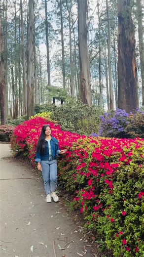 Simple Garden Flowers: Beauty and Meaning