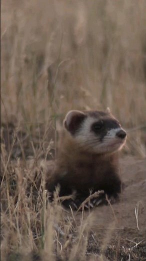 Why Two Ferrets Are Better Than One #shorts