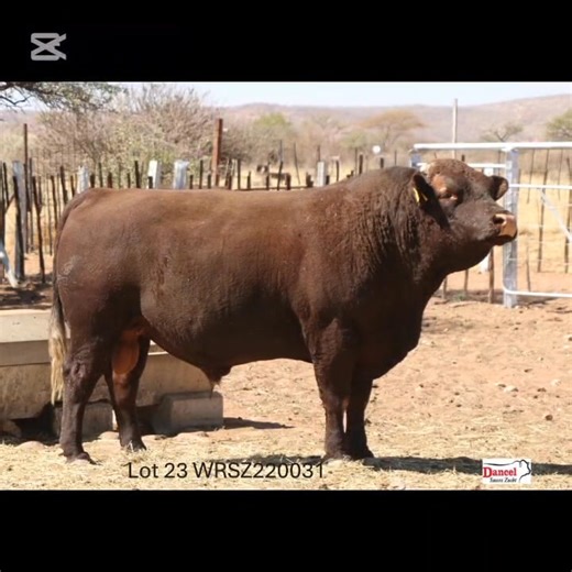 CENTRAL SELECT AUCTION Agra/Bank Windhoek Ring 02 September 2025 @ 18:01 To register for the auction on SwiftVEE Namibia follow this link: https://auctions.swiftvee.com/auctions/central-select-bull-auction-k4wq For more information and photos of animals on auction, please visit our website at https://agra.com.na/index.php/stud-auctions/auction/1448 Digital Auction REGISTRATIONS CLOSE Monday 01 September 2025 @ 17:00. All Agra Auctions clients MUST be FIA registered to participate in ANY auction.