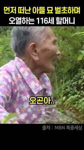 116세 할머니의 가슴 아픈 묘소 벌초 이야기
