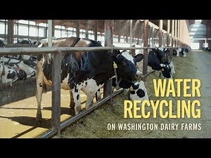 Maximizing Every Drop: Water Recycling on Washington Dairy Farms