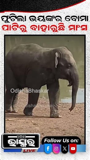 ସୁନ୍ଦରିଆ ଫଳ ଭାବି ଖାଇ ଦେଇଥିଲା ହାତୀ, ଘଟିଲା ଏମିତି... #ytshorts #shortsvideo #babyelephant