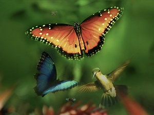 Disneynature: Wings of Life - Apple TV