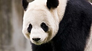 Happiness Village Baby Panda Garden | Explore.org