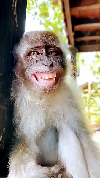 monkey funny smile new video Bandar ka funny video