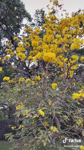 Blooming Yellow Tabebuia Trees in Florida