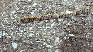 four caterpillars crawling in single file on asphalted road