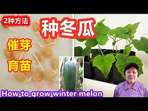 种冬瓜，如何催芽育苗，什么时间育苗？没有买到种子也可以种，2种方法\\How to Grow Winter Melon\\ Mars Hydro