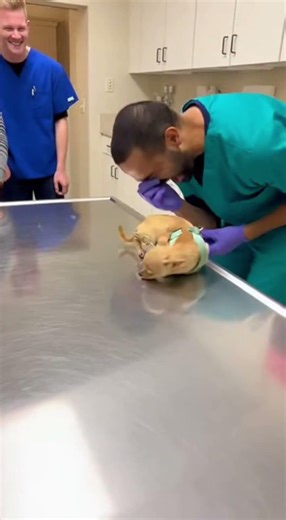 The most dramatic dog at the vet... EVER! 😂💉