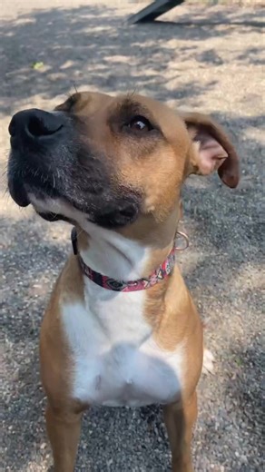 Meet Bianca! This bouncy 4-year-old Boxer mix is one of the newer dogs at Tri-County Humane Society. We're still getting to know her, but so far, she's a sweetheart! #AdoptatTCHS #TCHSdogs Video credit: Garret C. 320-252-0896 www.tricountyhumanesociety.org | Tri-County Humane Society