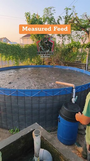 Measured feed for catfish farming: how to provide feed by needs