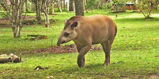 Alimentação da Anta: O Que Elas Comem? – Mundo Ecologia