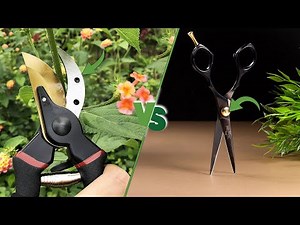 Pruning Shears vs Scissors: Which is the Right Cutting Tool for Your Needs?