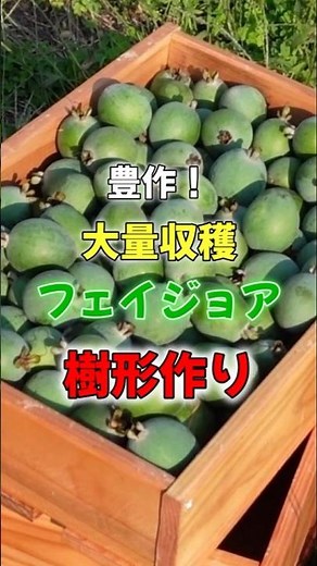 Achieve a bountiful harvest through proper tree shaping! How to prune your feijoa tree to maximiz...