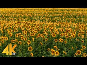 4K Sunflower Fields in Eastern Washington - In Support of Ukraine, 2022