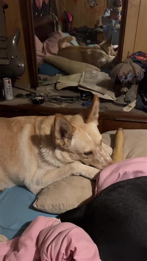 I forgot to add lab but she is 3 years old.