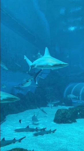 Sharks & Ocean Life 🦈 | Underwater Serenity with Deep Sea Sounds for Relaxation & Meditation