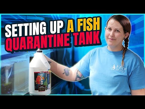 The WHY and HOW to a Quarantine Tank for Freshwater Fish