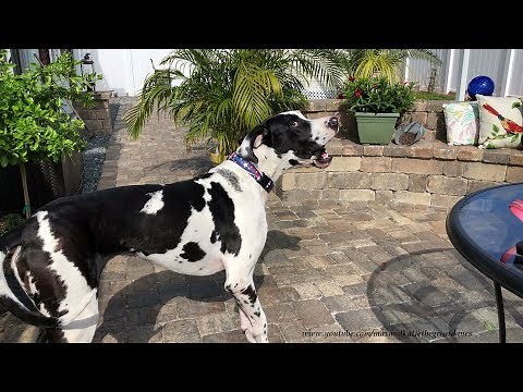 Neighbor Dog Is Surprised To Hear Great Danes Barking Not Chihuahuas